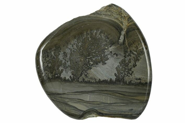 Triassic Aged Stromatolite Fossil - England #365738